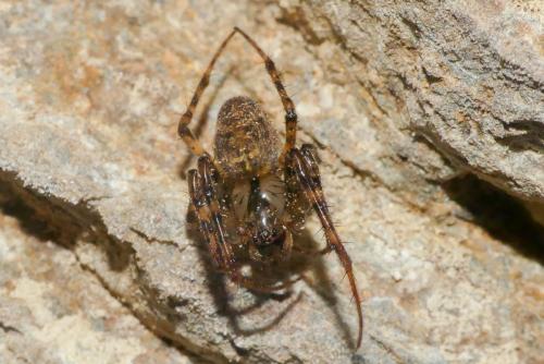Réf. 266 663 : Metellina merianae
